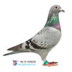 cid_5cb777bb-7bd9-4429-b87f-a2f92e616945home